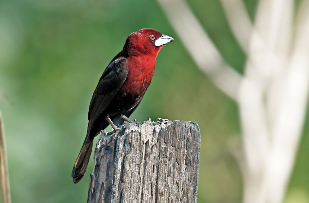 Silver-beaked Tanager male adult