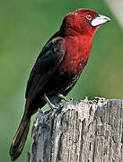 Silver-beaked Tanager