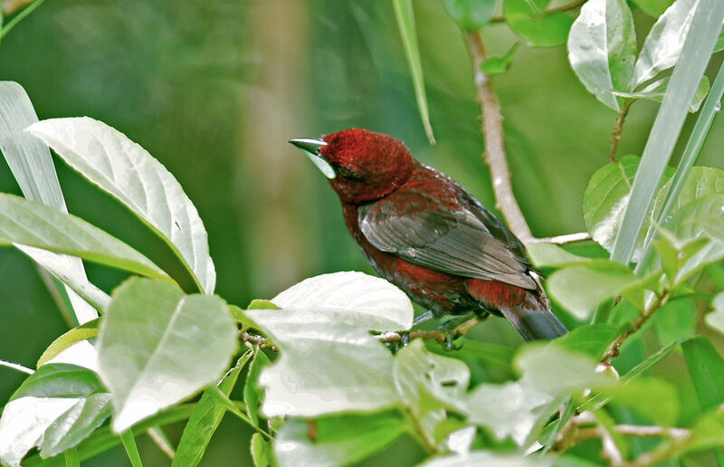 Silver-beaked Tanager male immature
