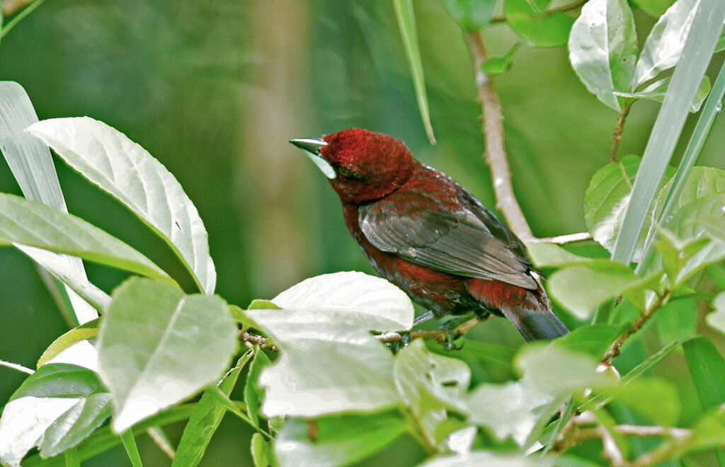 Silver-beaked Tanager male immature