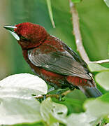 Silver-beaked Tanager