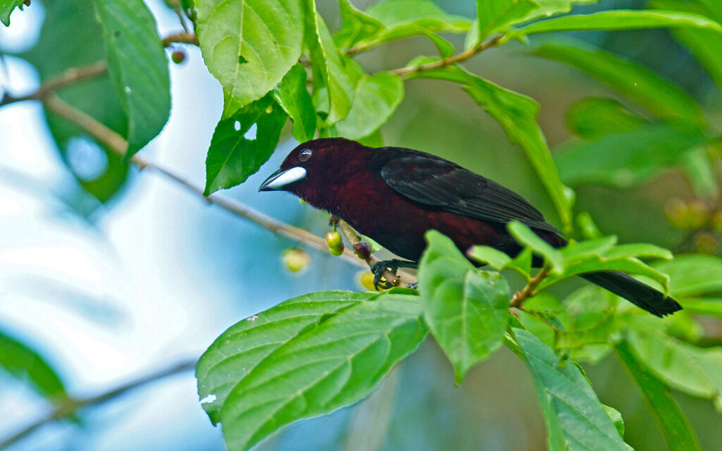 Silver-beaked Tanager male adult