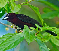 Silver-beaked Tanager