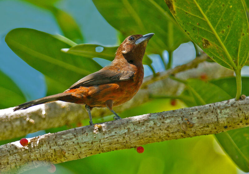 Silver-beaked Tanager female adult