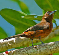 Silver-beaked Tanager