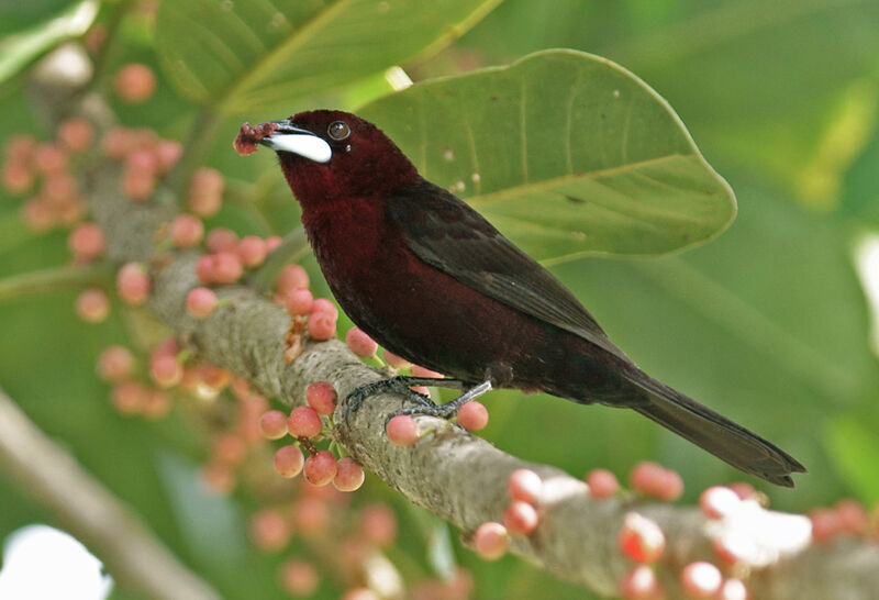 Silver-beaked Tanager male adult, feeding habits