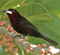 Silver-beaked Tanager