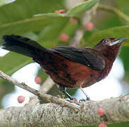 Silver-beaked Tanager