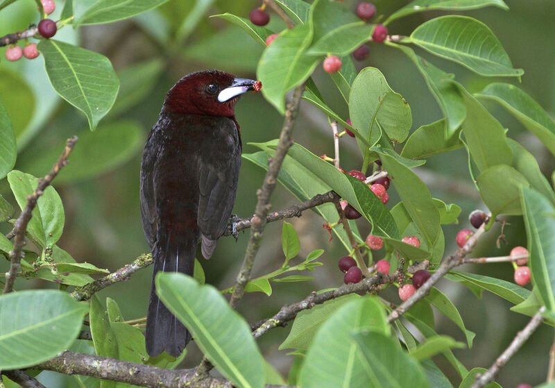 Silver-beaked Tanager male, feeding habits