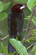 Silver-beaked Tanager