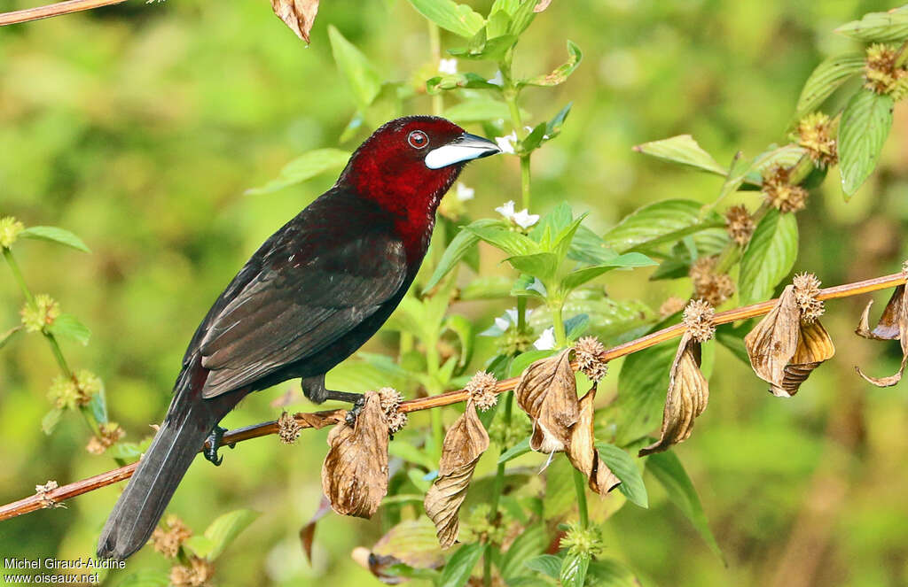 Silver-beaked Tanager male adult, identification