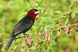 Silver-beaked Tanager