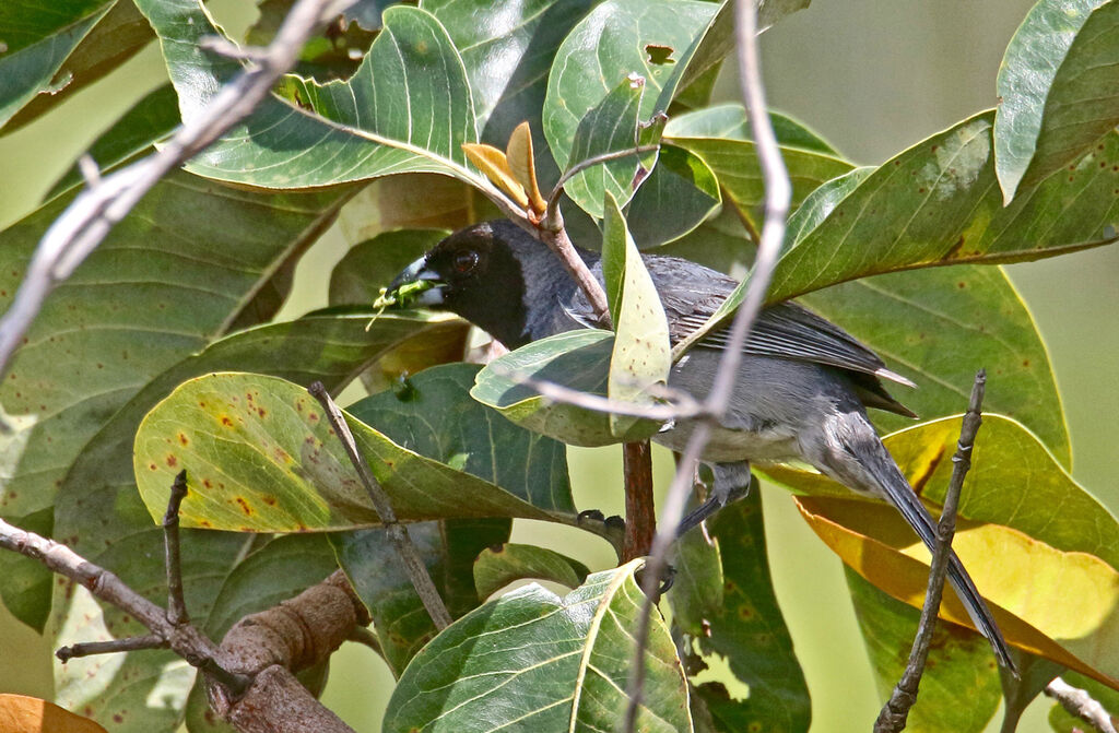 Tangara à camail mâle adulte, mange