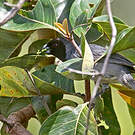 Tangara à camail