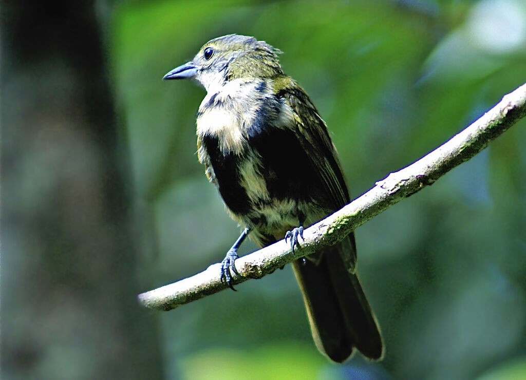 Fulvous-crested Tanager male immature