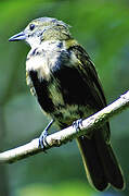 Fulvous-crested Tanager