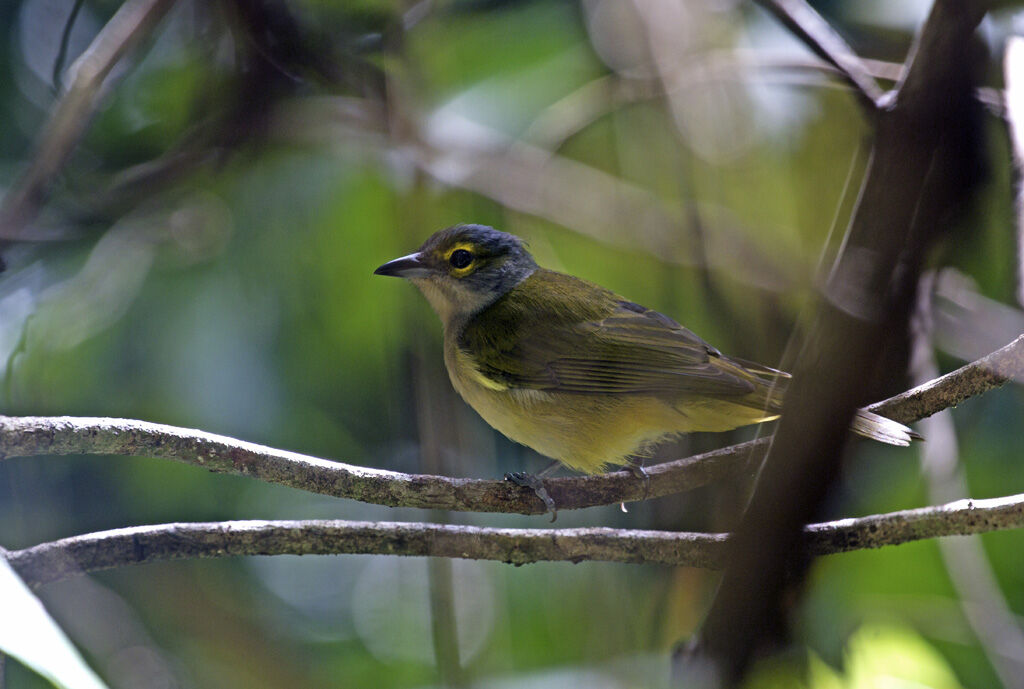 Fulvous-crested Tanager female adult