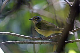 Fulvous-crested Tanager