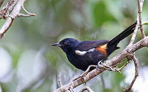 Fulvous-crested Tanager