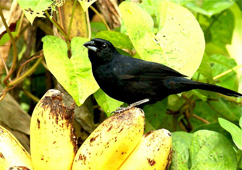 White-lined Tanager male adult