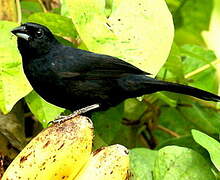 White-lined Tanager