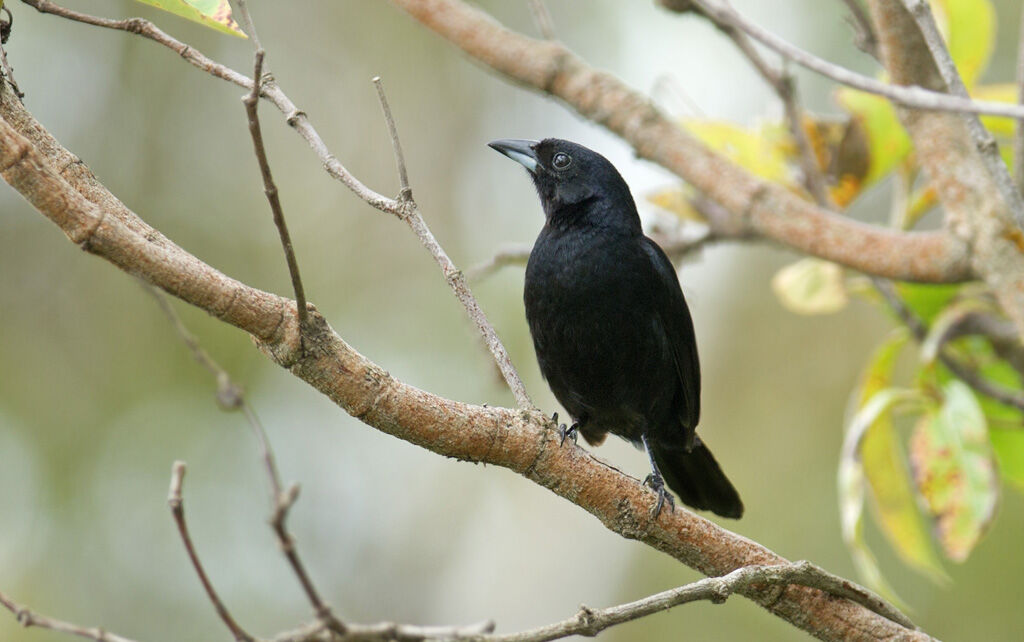 White-lined Tanager male adult