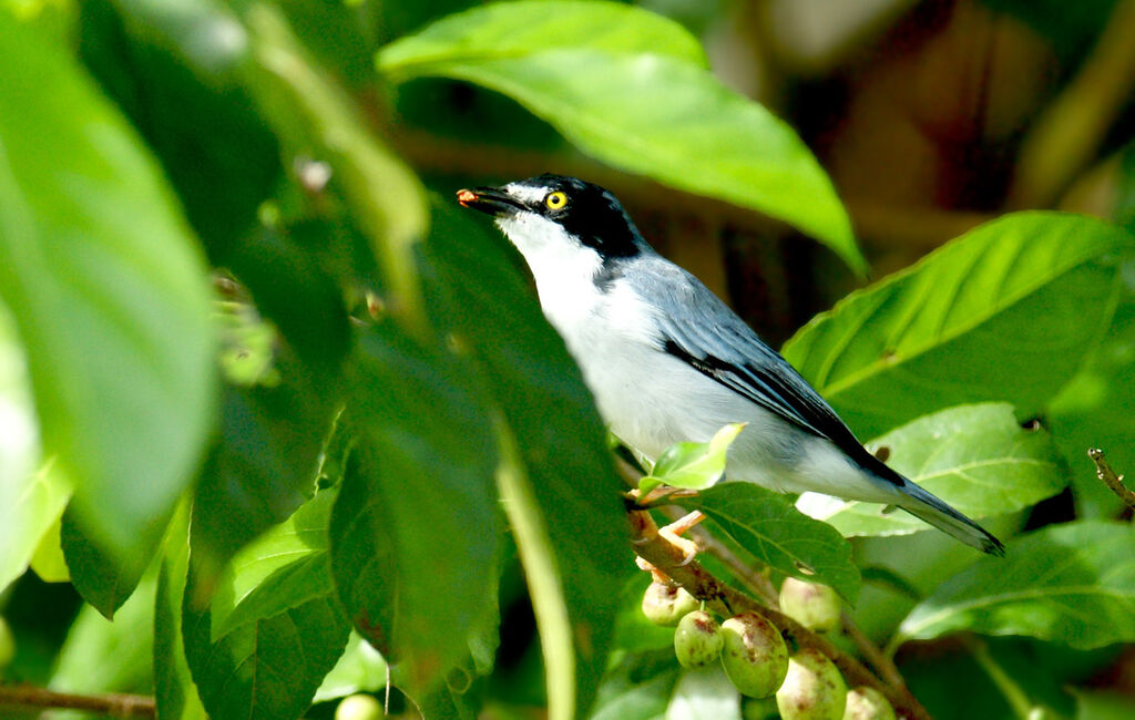 Tangara coiffe-noire