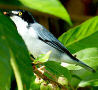 Hooded Tanager