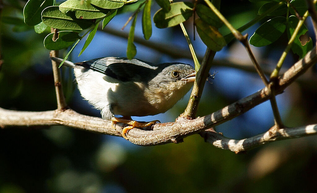 Hooded Tanager female adult, identification