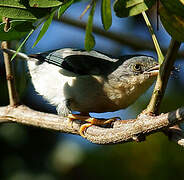 Hooded Tanager