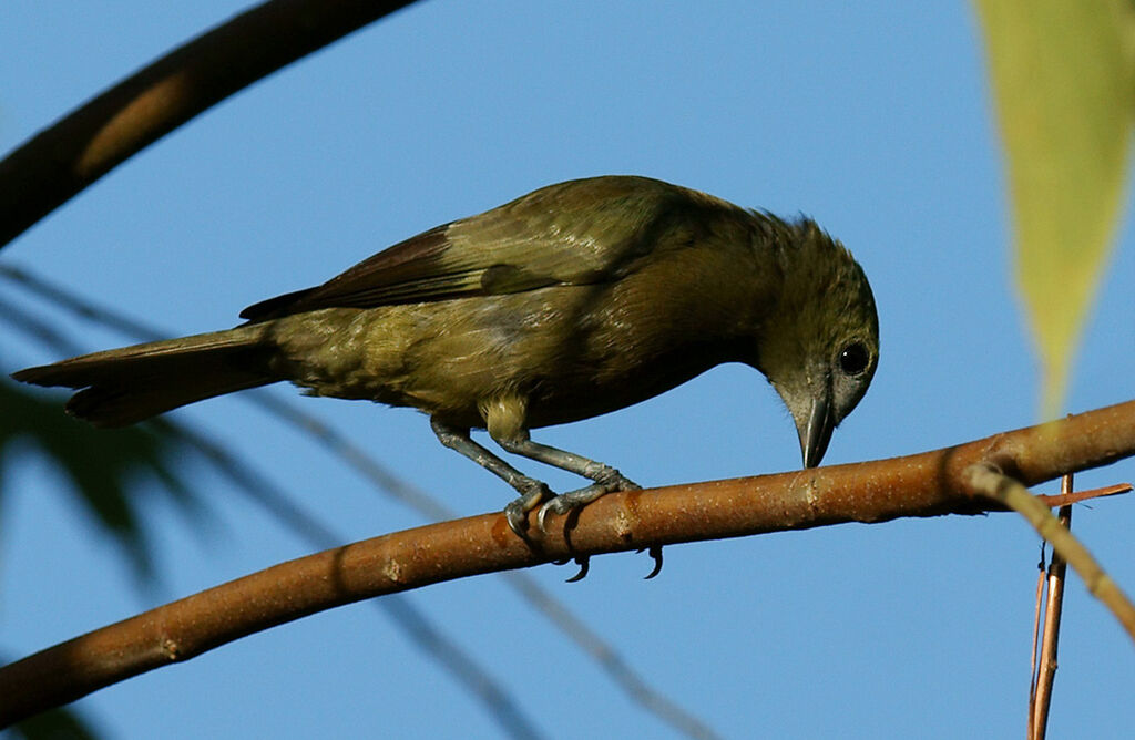 Palm Tanager