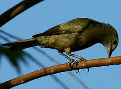 Palm Tanager