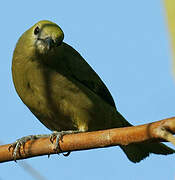 Palm Tanager