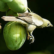 Palm Tanager