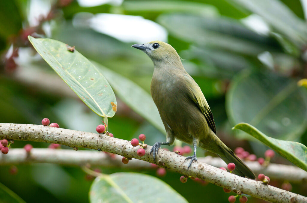 Palm Tanager