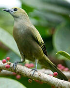 Palm Tanager