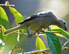 Palm Tanager