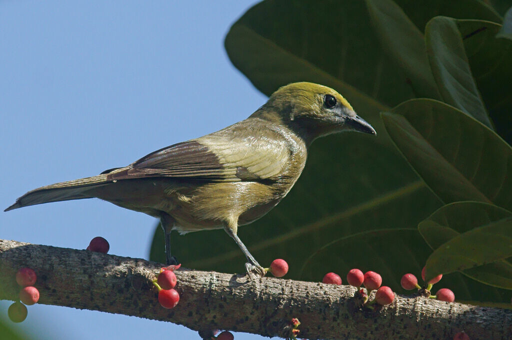 Palm Tanager