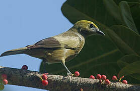 Palm Tanager