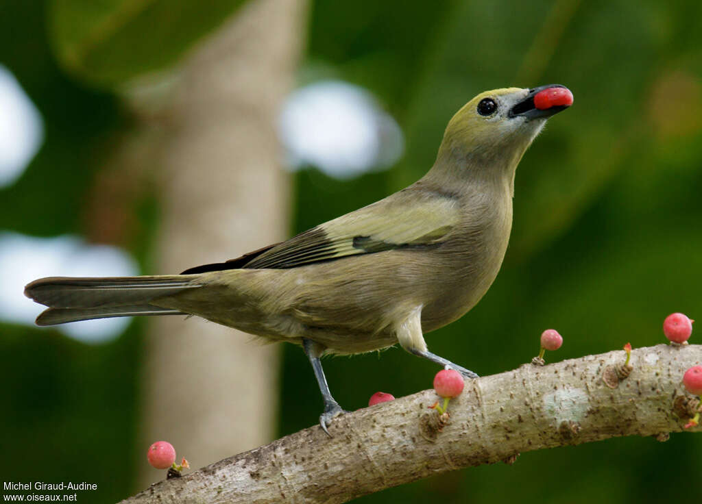 Palm Tanageradult, feeding habits