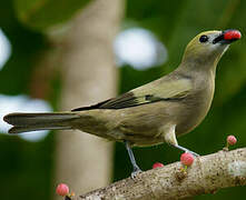 Palm Tanager