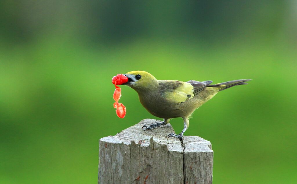 Palm Tanager, feeding habits