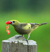 Palm Tanager