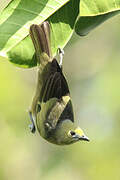 Palm Tanager