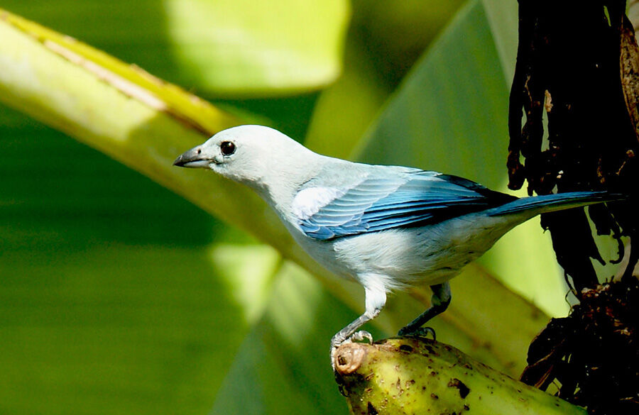 Blue-grey Tanager