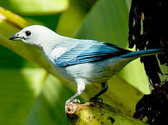 Blue-grey Tanager