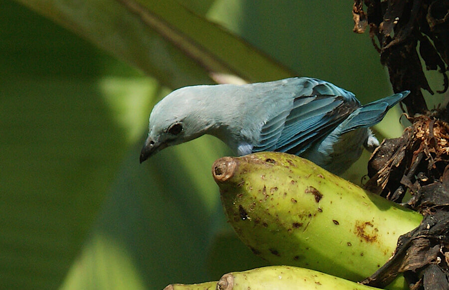 Blue-grey Tanager, identification