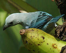 Blue-grey Tanager