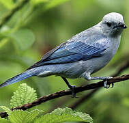 Blue-grey Tanager