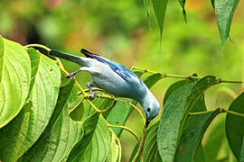 Blue-grey Tanager